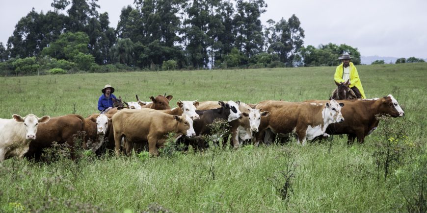 Jaguari receberá seminário “De Onde Vem os Terneiros?”