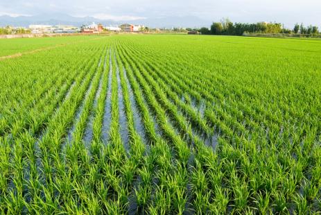 Exportações de arroz em 2018 já superam o total de 2017.