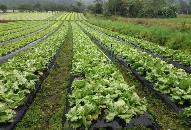 Exportações do agronegócio do RS fecharam 2018 com alta.